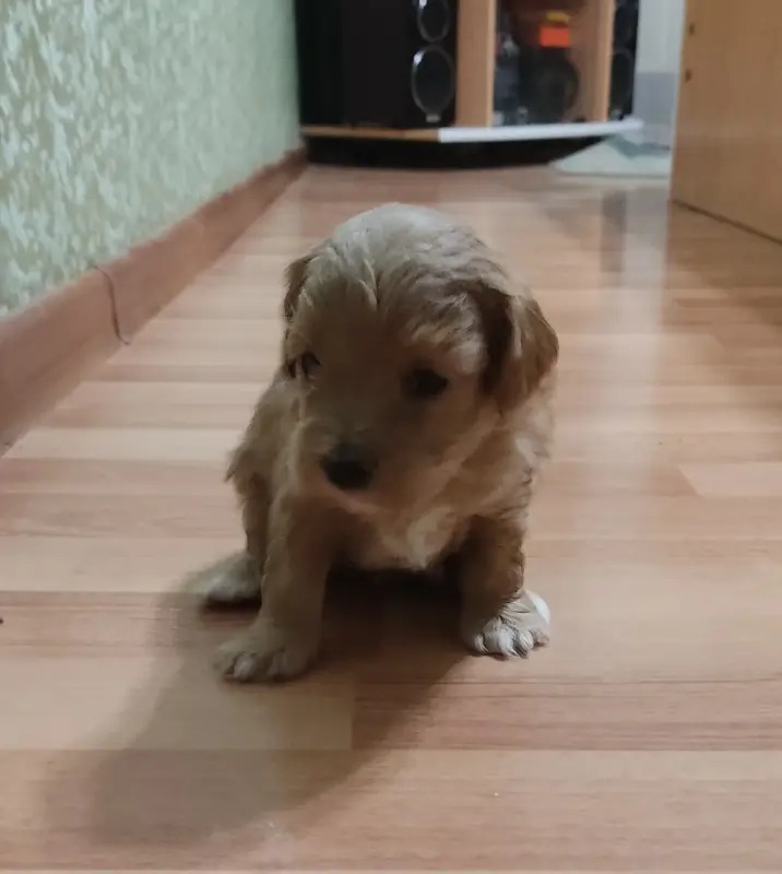 Продажа щенков мальтипу - Вся Беларусь - 238386 - Доска объявлений Kupika.by - Фото 3