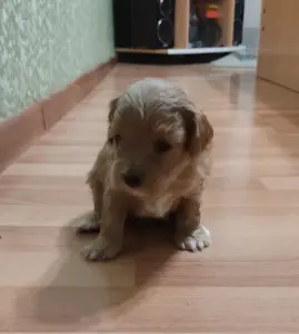 Продажа щенков мальтипу