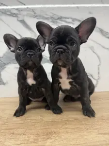 Щенки французского бульдога