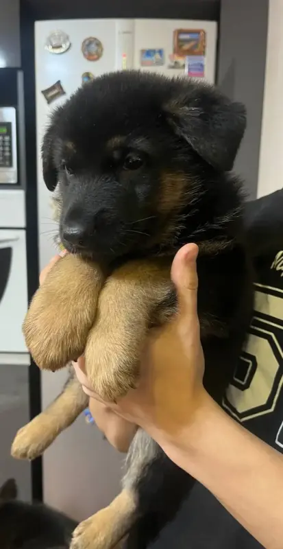 Щенки немецкой овчарки