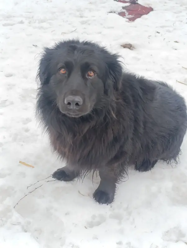 Собаки - Собака в дар - Вся Беларусь - Фото 2 Собака в дар - Вся Беларусь - 238090 - Доска объявлений Kupika.by - Фото 2