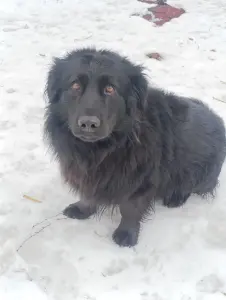 Собака в дар