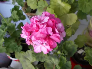 Герань цветущая розовой окраски Occold Lagoon