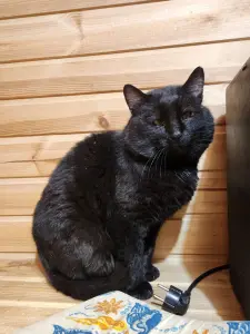 Кот Кай (3 года) ищет дом