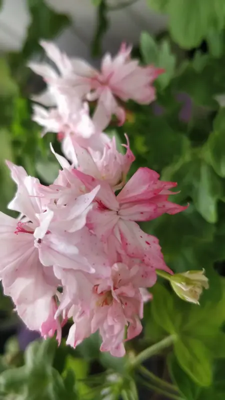 Герань цветущая звёздчатая (Cтеллар) Richard Hodgson - Вся Беларусь - 236037 - Доска объявлений Kupika.by - Фото 6