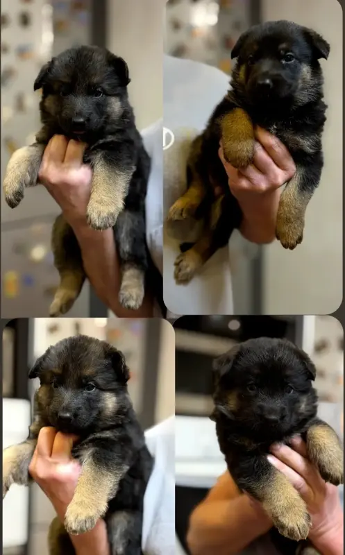 Щенки немецкой