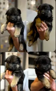 Щенки немецкой