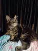 Кошечка Мейн-кун - Вся Беларусь - 238343 - Доска объявлений Kupika.by - Фото 2