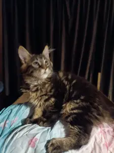 Кошечка Мейн-кун