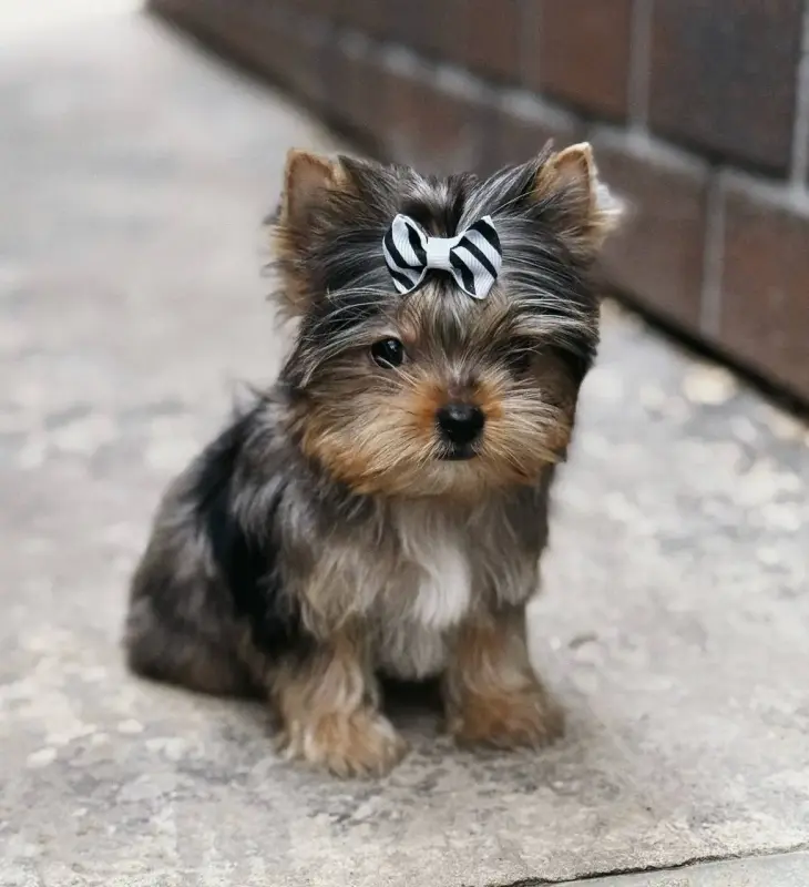 Девочки и мальчики йорк и бивер-йорк доставка +37533-676-67-48