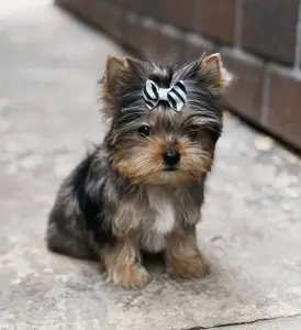 Девочки и мальчики йорк и бивер-йорк доставка