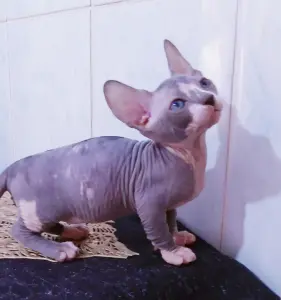 Бамбина мальчик котенок