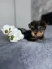 Йоркширский терьер - Вся Беларусь - 237772 - Доска объявлений Kupika.by - Фото 4