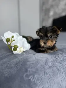 Йоркширский терьер