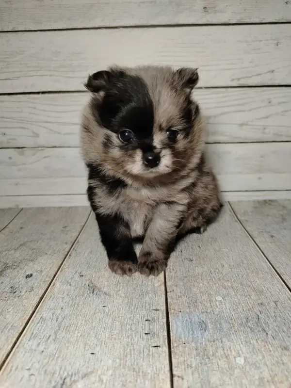 Померанский шпиц, щенки с самым изысканным окрасом! - Вся Беларусь - 238534 - Доска объявлений Kupika.by - Фото 3