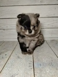 Померанский шпиц, щенки с самым изысканным окрасом!