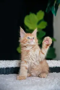 мальчик мейн-кун