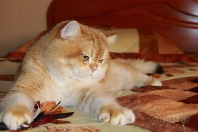 Племенной кот.