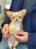 Чихуахуа щенок - Солигорск - 237126 - Доска объявлений Kupika.by - Фото 2