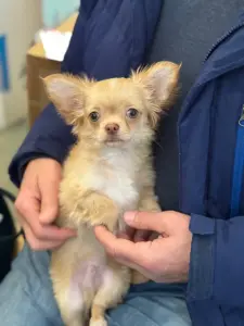 Чихуахуа щенок