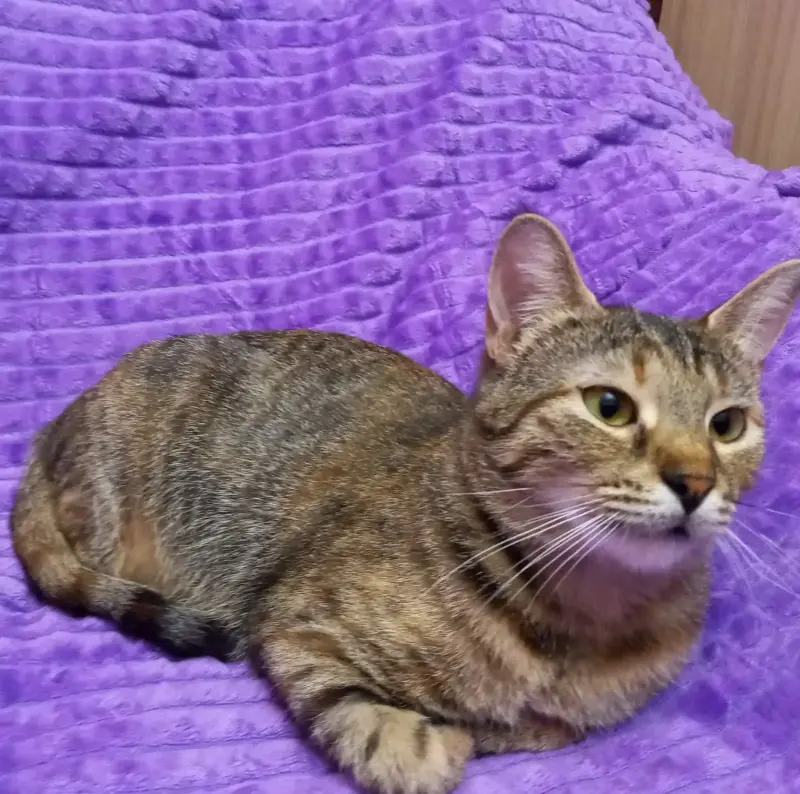 Кошечка Марыся в дар!