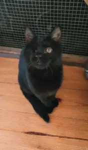 Киара (девочка, почти 5 месяцев) ищет дом