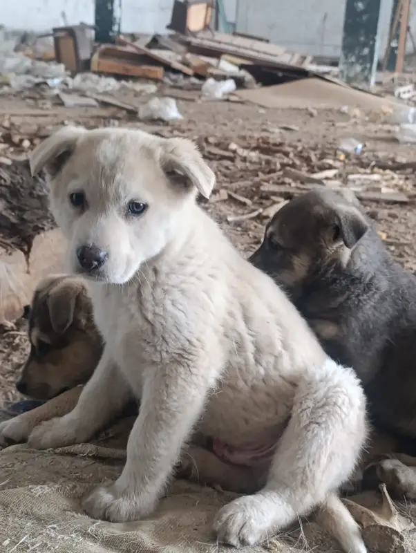 Собаки - Щенки - Вся Беларусь - Фото 2 Щенки - Вся Беларусь - 238269 - Доска объявлений Kupika.by - Фото 2