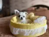 Щенки чихуахуа - Вся Беларусь - 237777 - Доска объявлений Kupika.by