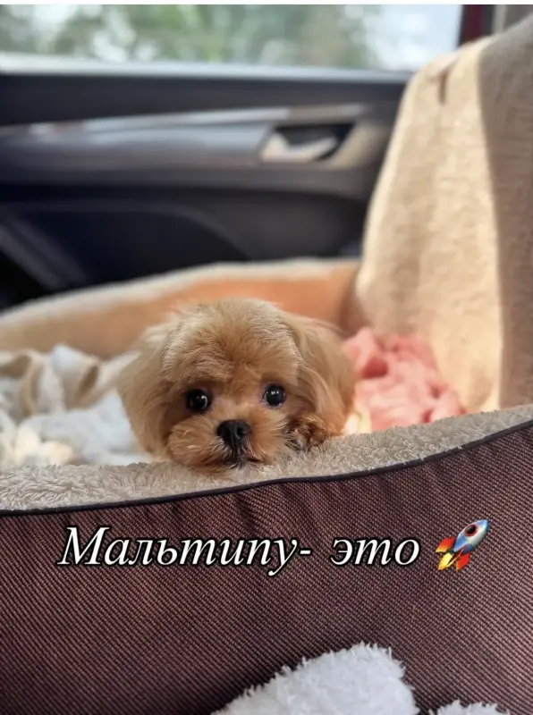 Премиум качество мини микро мальтипу той пудель пушон - Любань - 238249 - Доска объявлений Kupika.by - Фото 2