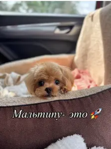 Премиум качество мини микро мальтипу той пудель пушон