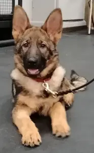 Щенок. Немецкая Овчарка. (девочка)