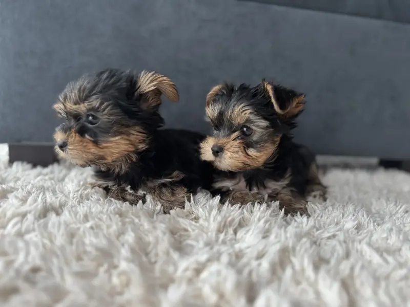 Собаки - Йоркширский терьер - Вся Беларусь - Фото 6 Йоркширский терьер - Вся Беларусь - 237459 - Доска объявлений Kupika.by - Фото 6