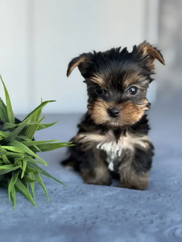 Собаки - Йоркширский терьер - Вся Беларусь - Фото 4 Йоркширский терьер - Вся Беларусь - 236960 - Доска объявлений Kupika.by - Фото 4