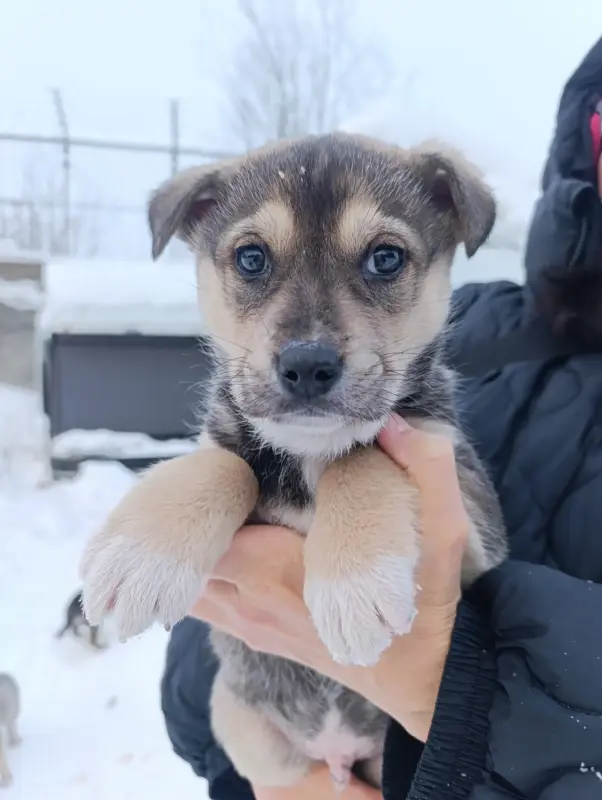 Щенки - Вся Беларусь - 236107 - Доска объявлений Kupika.by - Фото 2