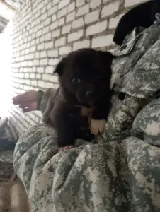 Щенки в дар! Нужна передержка или дом!