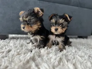 Йоркширский терьер