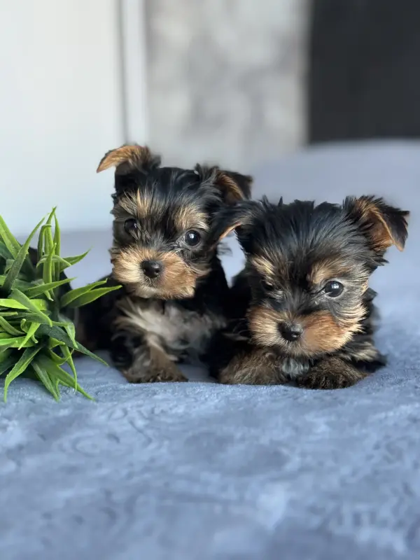 Йоркширский терьер - Вся Беларусь - 237220 - Доска объявлений Kupika.by - Фото 4