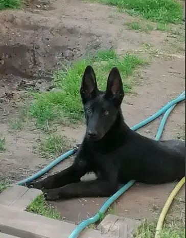 Воспитание щенка (Минск, Минская обл., Онлайн) - Чашники - 202644 - Доска объявлений Kupika.by - Фото 5