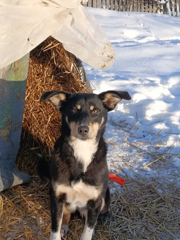 Собака - Шумилино - 236344 - Доска объявлений Kupika.by - Фото 3