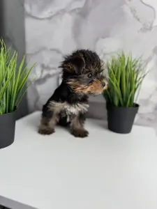 Йоркширский терьер