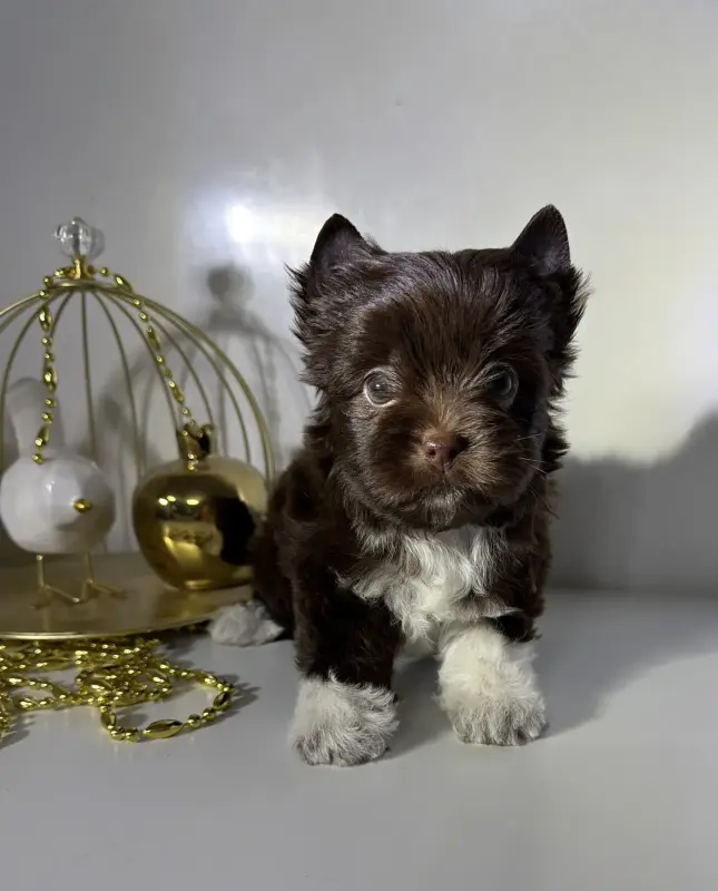 Щенки йорка и бивер-йорк доставка рб