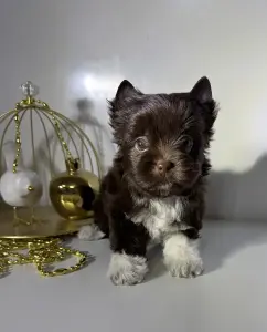 Щенки йорка и бивер-йорк доставка рб