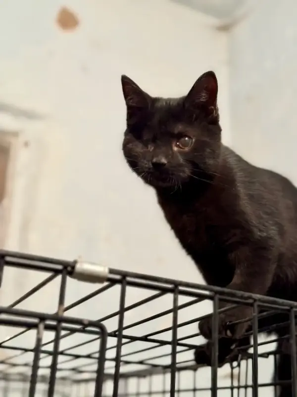 Киара (девочка, почти 5 месяцев) ищет дом - Вся Беларусь - 235399 - Доска объявлений Kupika.by - Фото 3