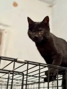 Киара (девочка, почти 5 месяцев) ищет дом