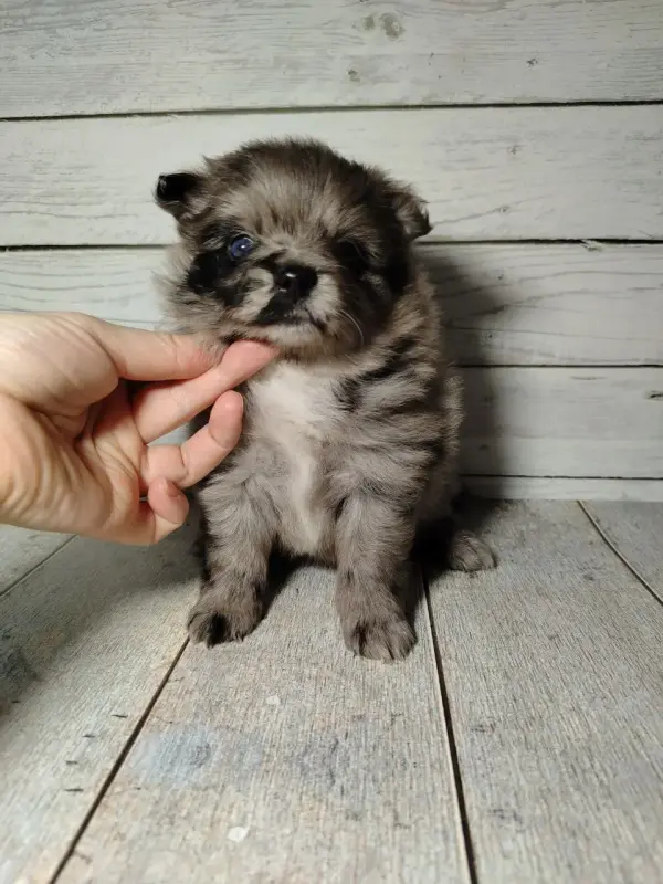 Померанский шпиц, щенки с самым изысканным окрасом!