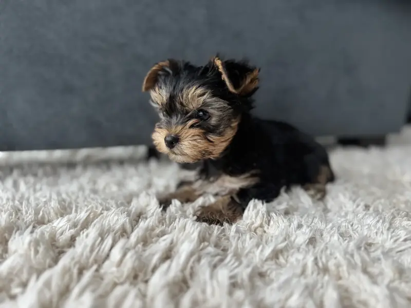 Йоркширский терьер - Вся Беларусь - 237623 - Доска объявлений Kupika.by - Фото 2