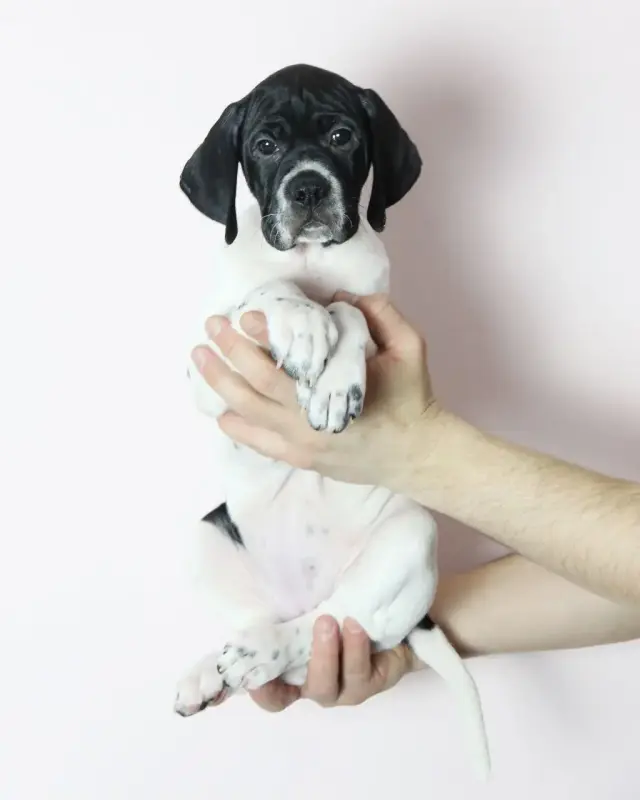 Щенки Английского Пойнтера - Вся Беларусь - 235716 - Доска объявлений Kupika.by - Фото 5