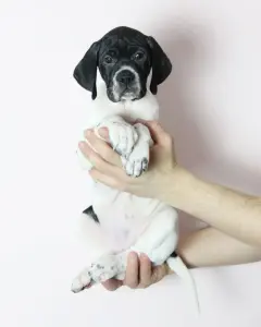 Щенки Английского Пойнтера