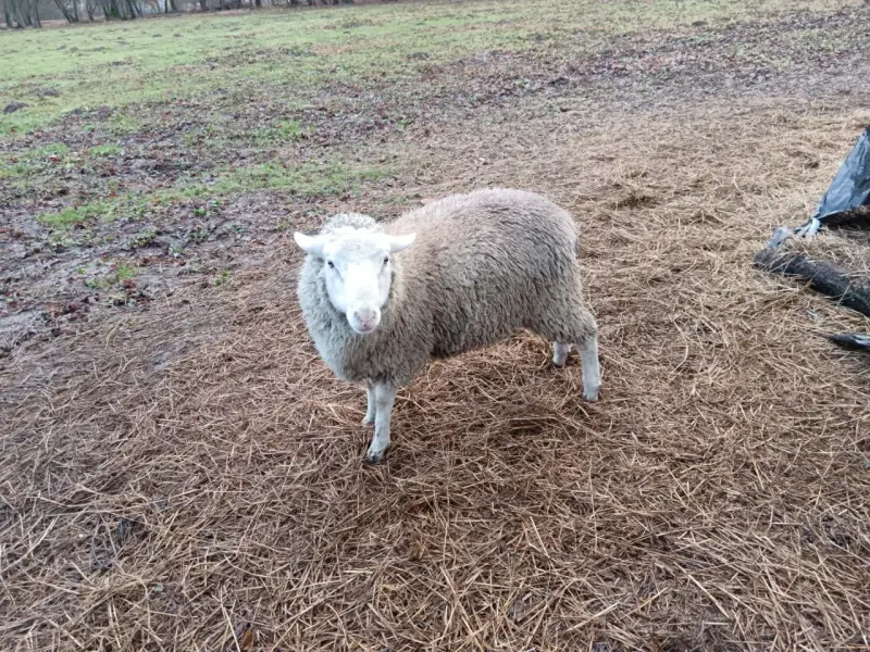 Сельскохозяйственные животные - овцы ,бараны - Вся Беларусь - Фото 3 овцы ,бараны - Вся Беларусь - 238021 - Доска объявлений Kupika.by - Фото 3