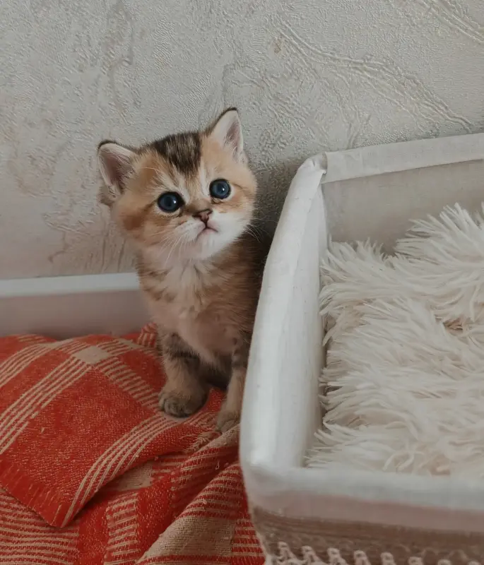 Шотландский малыш